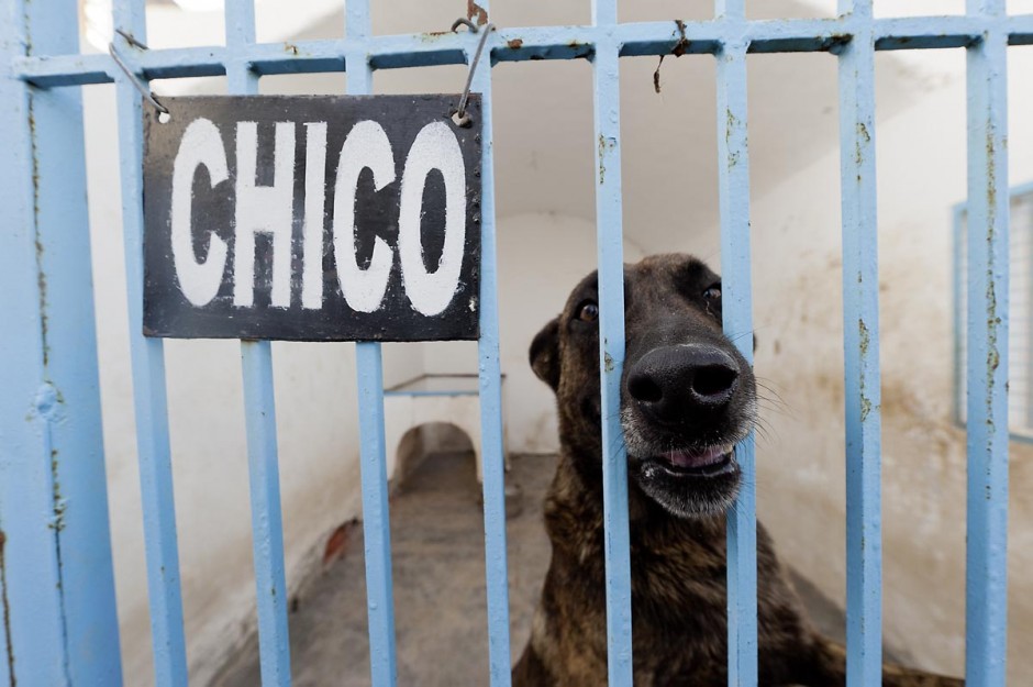 UnitÃ© canine de la police tunisienne pour les atrouilles de contrÃ´le anti drogue et anti explosif au poste frontalier de Ras Jedir Ã  la frontiÃ¨re avec la Libye.