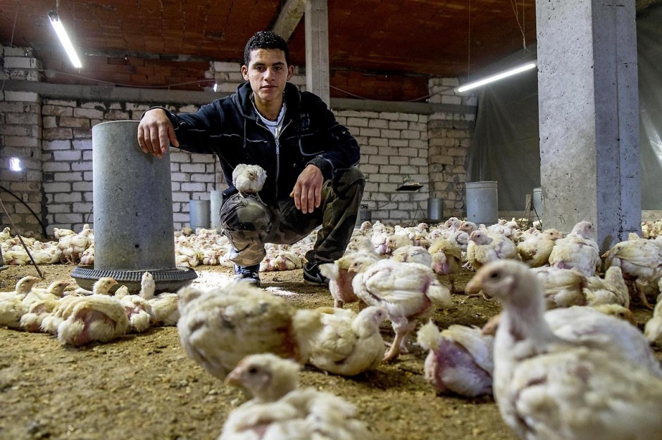 17 janvier 2014 : Amir, 18 ans, a quitté le collège pour aider son père dans leur élévage de poules. pour l
